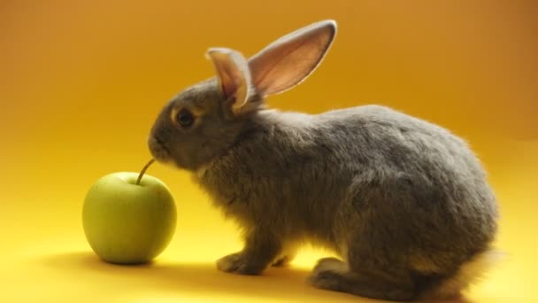 Conejo Gris Con Manzana Sobre Fondo Amarillo — Vídeo de stock