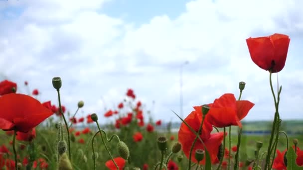在春天的田野里 在风中盛开着野生的罂粟 — 图库视频影像