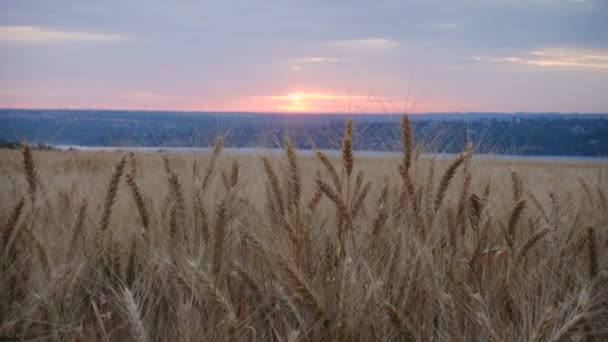 Sommerlandschaft Mit Abendweizenfeld Bei Sonnenuntergang — Stockvideo