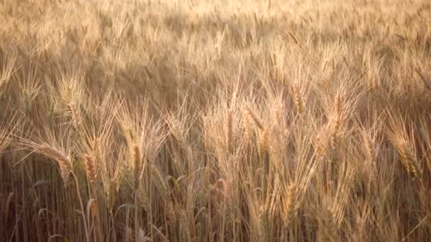 Sommerlandschaft Mit Abendweizenfeld Bei Sonnenuntergang — Stockvideo