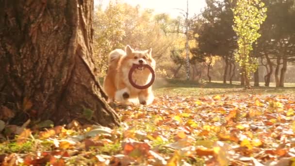 Grappig Welsh Corgi Pluizig Hond Spelen Met Rubberen Ring Speelgoed — Stockvideo