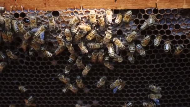 Muchas Abejas Colmena Cerca — Vídeos de Stock