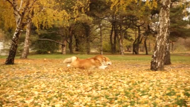 Grappig Welsh Corgi Pluizig Hond Spelen Met Rubberen Ring Speelgoed — Stockvideo