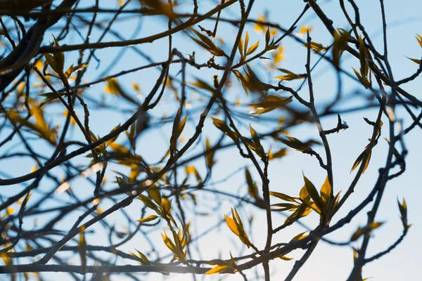 Ramo Árvore Com Botões Fundo Primavera Fundo Floral — Fotografia de Stock