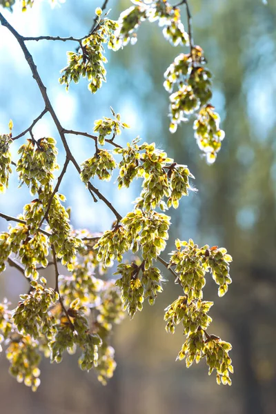 Ramo Árvore Com Botões Fundo Primavera Fundo Floral — Fotografia de Stock