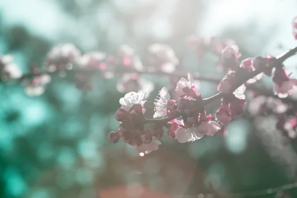 Damasco Árvore Com Botões Flores Primavera Fundo Floral — Fotografia de Stock