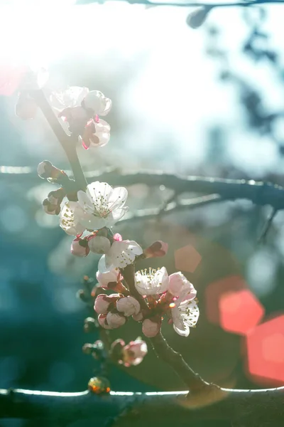 Albaricoque Con Brotes Flores Primavera Fondo Floral — Foto de Stock