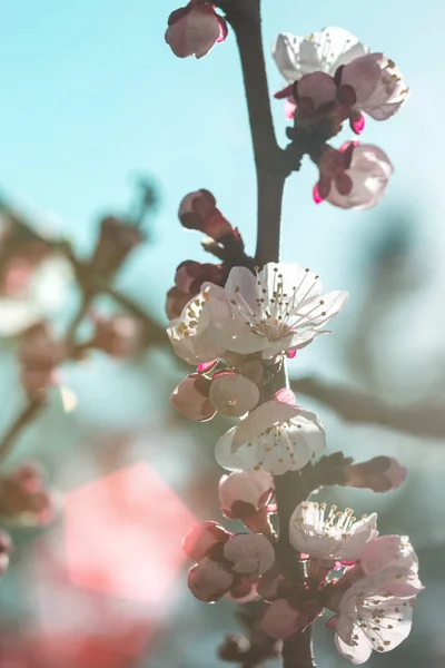 Morelowe Drzewo Pączkami Kwiatami Wiosna Tło Kwiatowe — Zdjęcie stockowe
