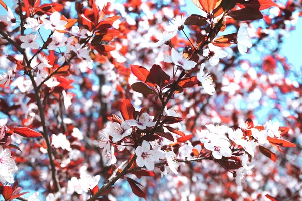 Branche Arbre Avec Bourgeons Fleurs Printemps Tétras Fleurs — Photo