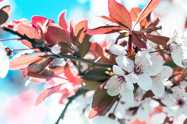 有芽和花的树枝 植物背景图 — 图库照片