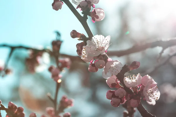 Abrikozenboom Met Knoppen Bloemen Voorjaar Bloemige Backgroun — Stockfoto