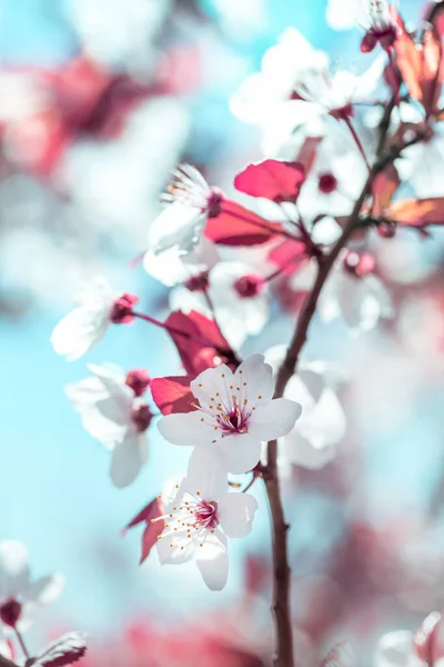 有芽和花的树枝 植物背景图 — 图库照片