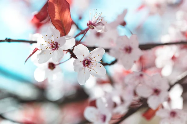 Rama Árbol Con Brotes Flores Primavera Fondo Floral — Foto de Stock