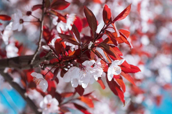 Ramo Árvore Com Botões Flores Primavera Fundo Floral — Fotografia de Stock