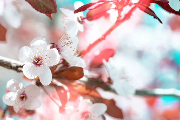 Gałąź Drzewa Pączkami Kwiatami Wiosna Tło Kwiatowe — Zdjęcie stockowe