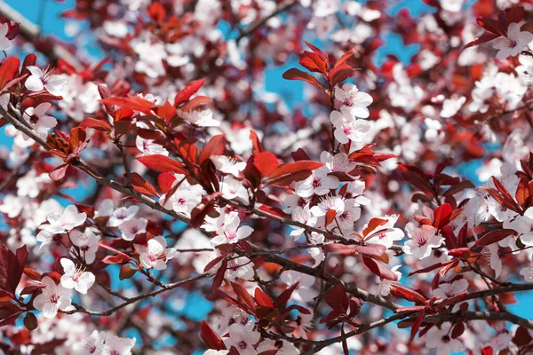 Faág Rügyekkel Virágokkal Tavasz Virágos Háttér — Stock Fotó