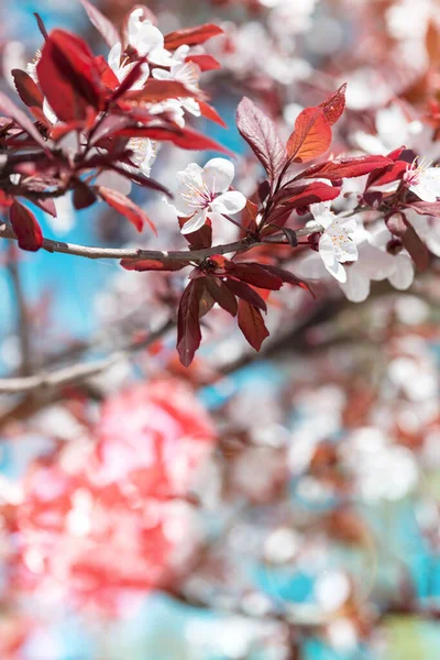 Ветка Дерева Бутонами Цветами Весна Цветочная Спинка — стоковое фото