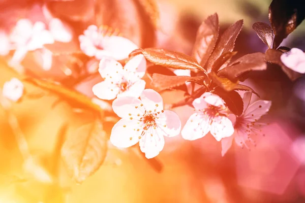 有芽和花的树枝 植物背景图 — 图库照片