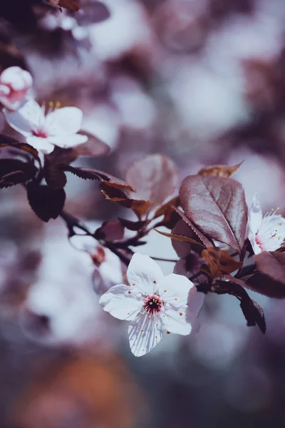 Ramo Árvore Com Botões Flores Primavera Fundo Floral — Fotografia de Stock