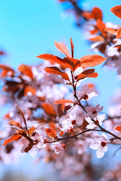 Tree Branch Buds Flowers Spring Floral Backgroun — Stock Photo, Image