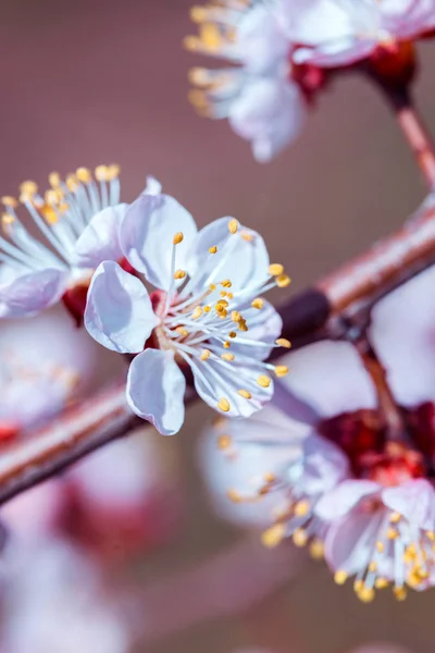 Абрикосове Дерево Бутонами Квітами Весна Квітковий Фон — стокове фото