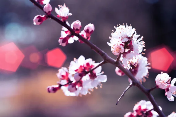 Damasco Árvore Com Botões Flores Primavera Fundo Floral — Fotografia de Stock