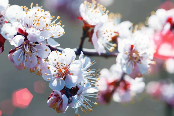 Абрикосовое Дерево Бутонами Цветами Весна Цветочная Спинка — стоковое фото