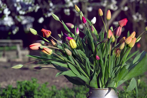 Obrovská Kytice Pestrobarevných Tulipány Staré Moci Zahradě Při Západu Slunce — Stock fotografie