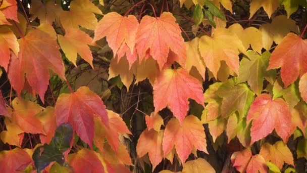 Lúpulo Vermelho Folhas Uva Selvagem Crescendo Jardim Dia Ensolarado Outono — Vídeo de Stock