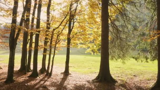 Sol Strålar Skiner Genom Träden Grenar Den Soliga Höstskogen — Stockvideo