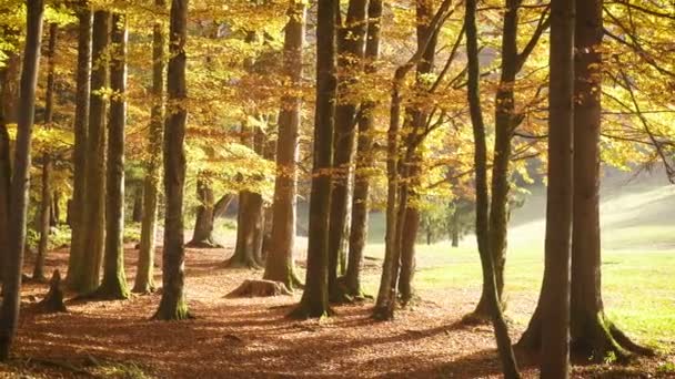 Foglie Cadenti Dagli Alberi Nella Soleggiata Giornata Autunnale — Video Stock