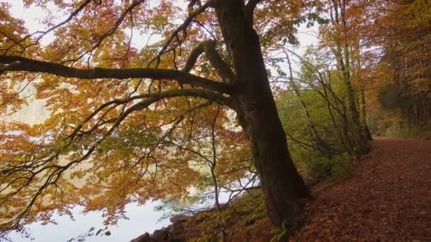 Árvores Floresta Outono Com Folhas Caindo Uma Costa Lago Dia — Vídeo de Stock