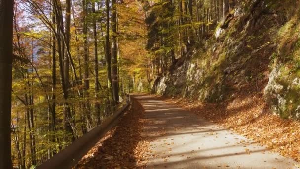 Small Empty Road Autumn Forest Leaves Falling Trees Sunny October — Stock Video