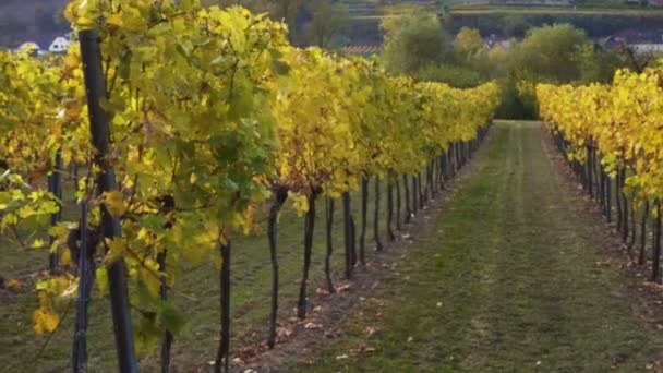 View Autumn Vineyards Hills Famous Austrian Valley Wachau Sunset Time — Stock Video