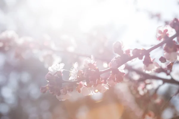 有芽和花的杏树 摘要植物背景图 — 图库照片