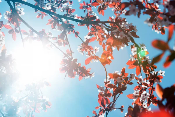Tomurcukları Çiçekleri Olan Ağaç Dalı Bahar Çiçekçi Sırtı — Stok fotoğraf
