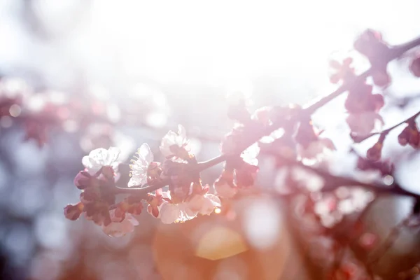 Meruňkový Strom Poupaty Květinami Jaro Abstraktní Květinové Pozadí — Stock fotografie