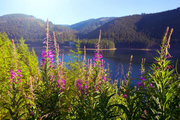 Bela Paisagem Montanhosa Com Chamaenerion Rosa Fundo Lacul Vidra Romani — Fotografia de Stock