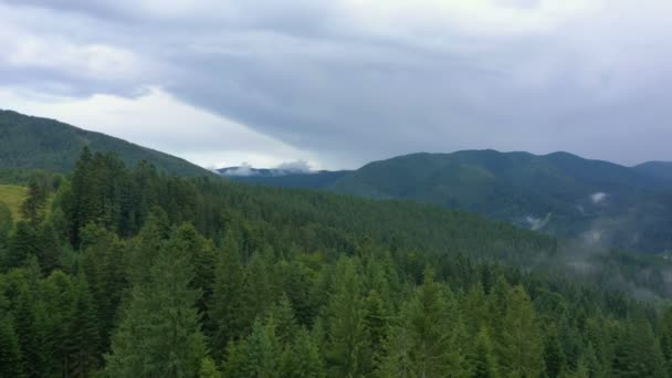 Sobrevolando Hermoso Valle Nublado Bosque Pinos — Vídeo de stock