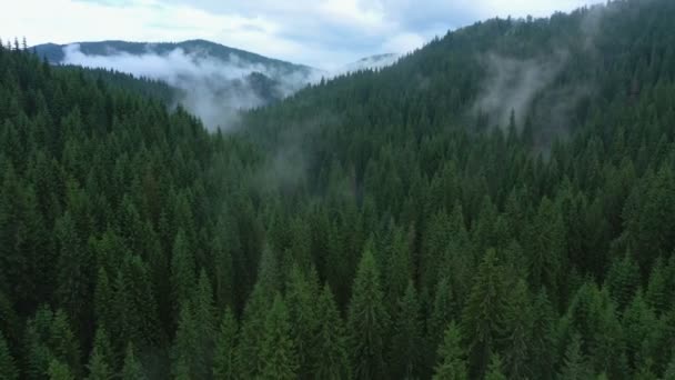 Sobrevolando Hermoso Valle Nublado Bosque Pinos — Vídeo de stock