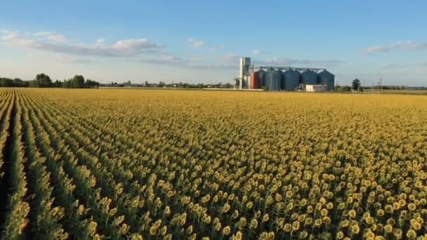 Modern Grain Silos Elevator Field Blooming Sunflowers Aerial View — Stock Video