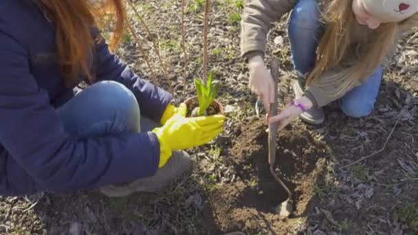 Mother Daughter Planting Flower Garden Sunny Early Spring Day — Stock Video