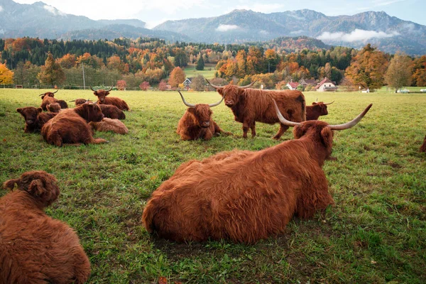 背後の牧草地や山の中の野生のヤク — ストック写真