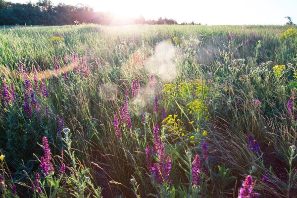 Ada Çayı Yaz Çayır Adaçayı Günbatımı Tim Ile — Stok fotoğraf