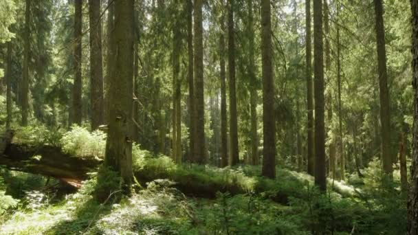 Rayos Sol Que Vierten Entre Los Árboles Bosque Pinos — Vídeo de stock