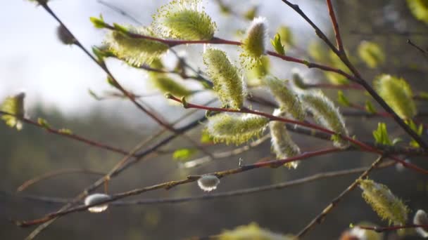Abstract Spring Background Flowering Willow Buds Branches Close Defocused Spring — Stock Video