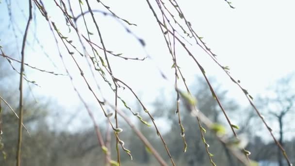 Abstract Spring Background Flowering Willow Buds Branches Close Defocused Spring — Stock Video