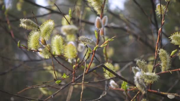 在密闭和分散的春季森林背景上 有开花的柳树芽的春季背景 — 图库视频影像