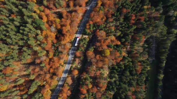 Літати Порожній Осінній Дорозі Яскравими Деревами Зелених Помаранчевих Червоних Тонах — стокове відео