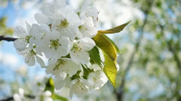 Árvore Cereja Florescente Branca Vento Perto — Vídeo de Stock